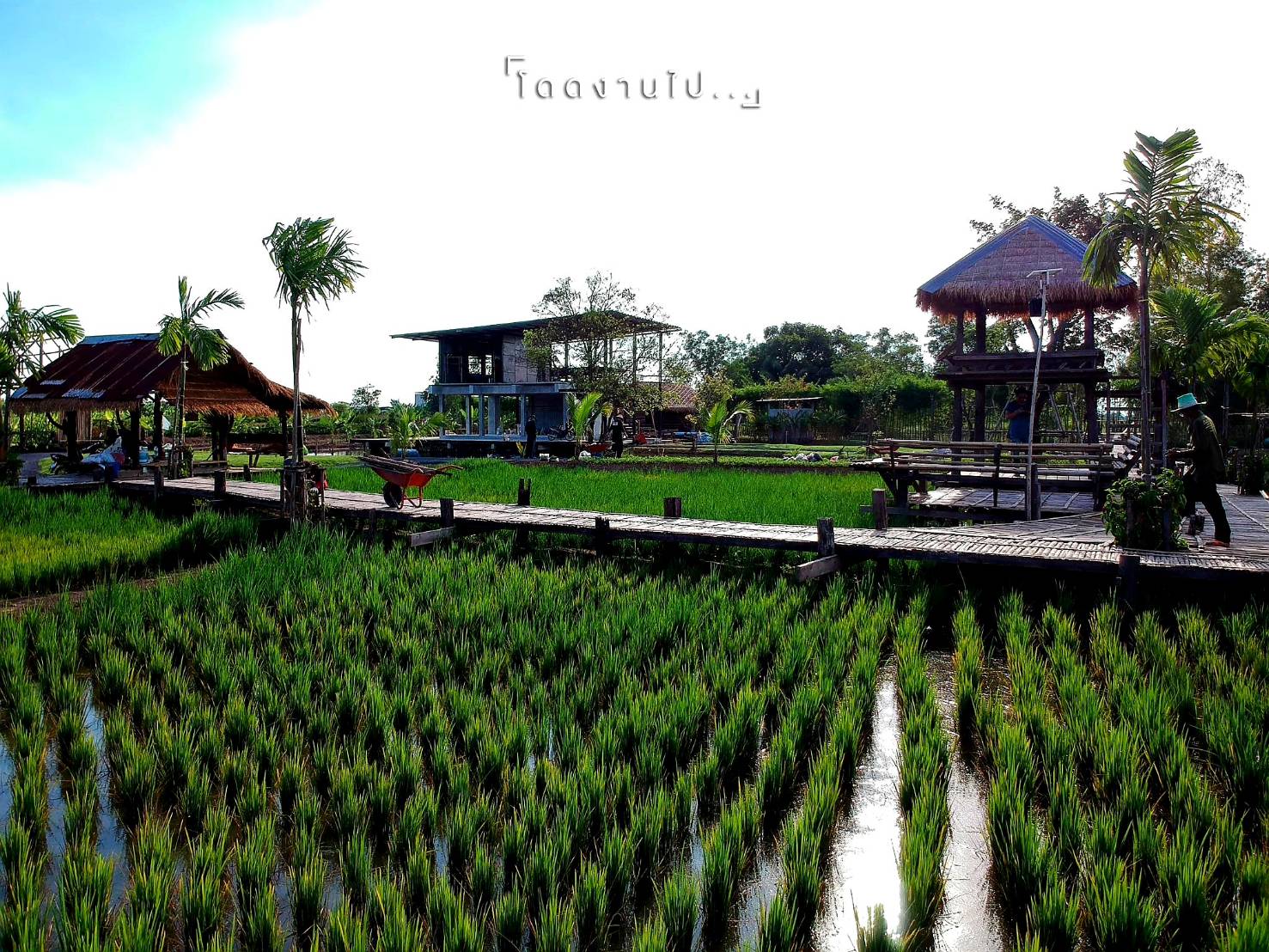ออกแบบร้านกาแฟริมทุ่งนา