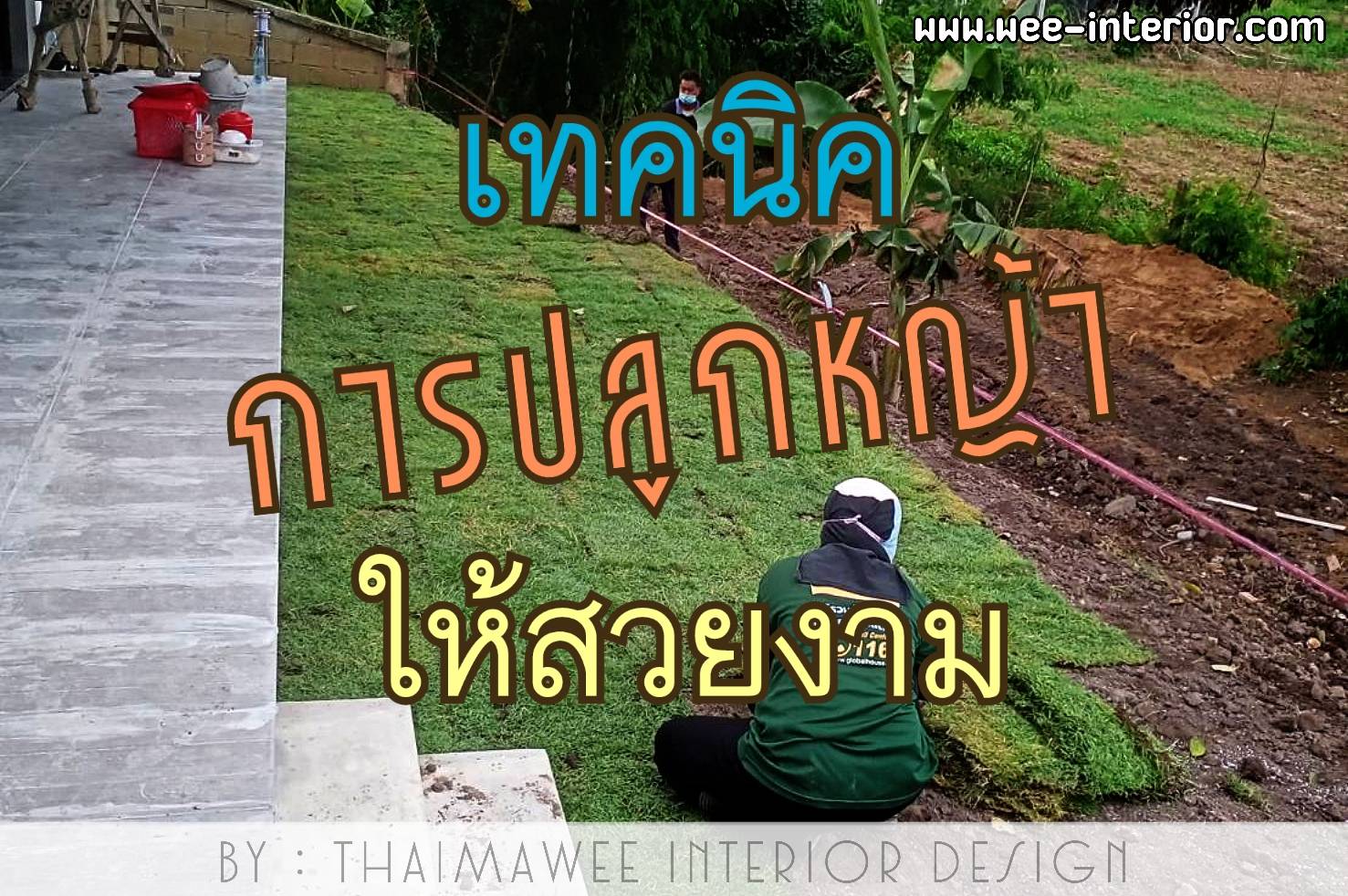 การปลูกหญ้าคลุมดิน