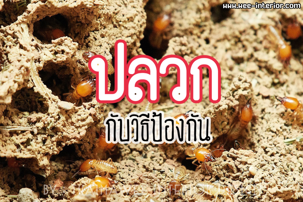 ว่าด้วยเรื่องของปลวก